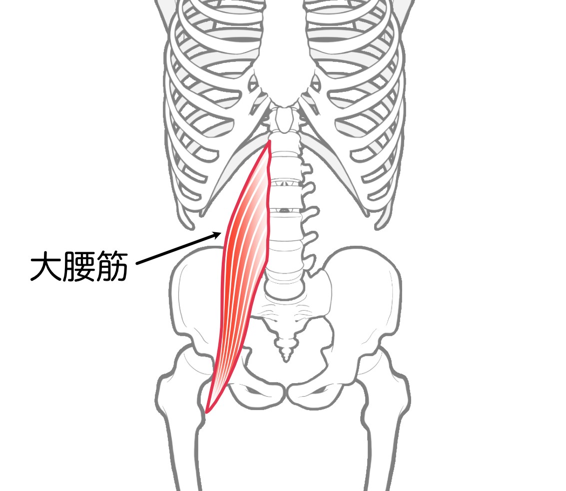 健康のかなめ「歩行」には大腰筋